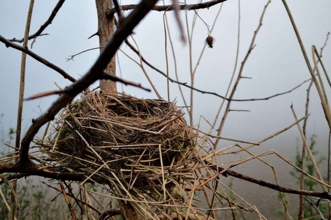 Vogelkundlicher Rundgang Vogelnest