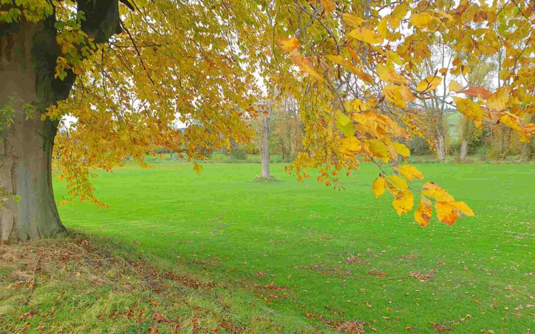 Stimmungsvoller Herbstspaziergang