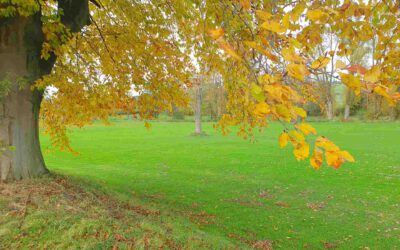 Stimmungsvoller Herbstspaziergang